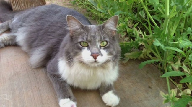 Precautions to save your cats from bobcats disease. Precautions to save your cats from bobcats disease.